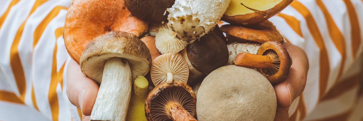 Frau hält verschiedene Pilze in den Händen, darunter Steinpilze und Champignons